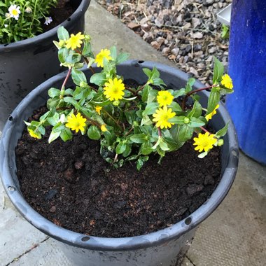 Lizzie's garden
