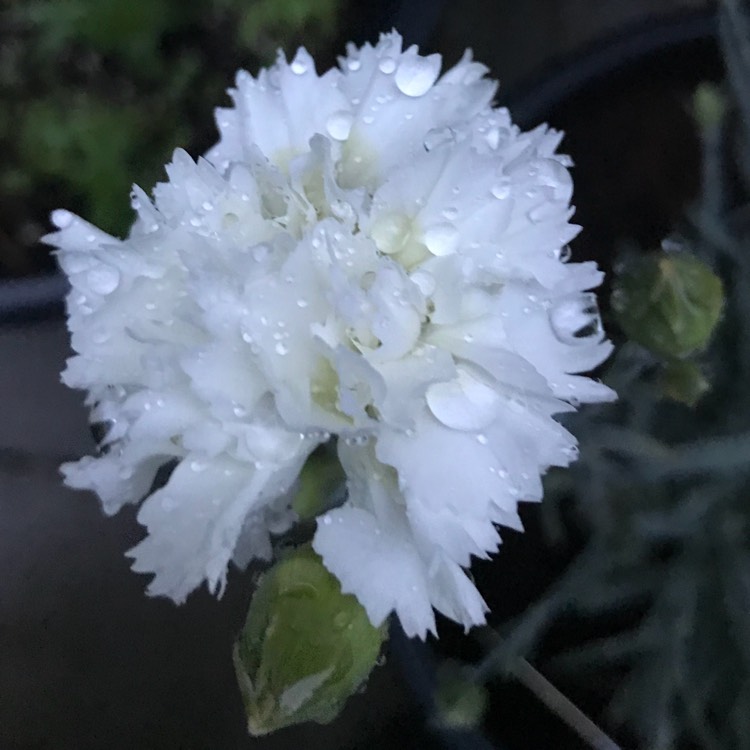 plant image 726724