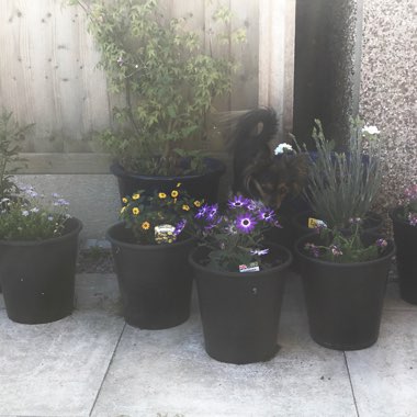 Lizzie's garden