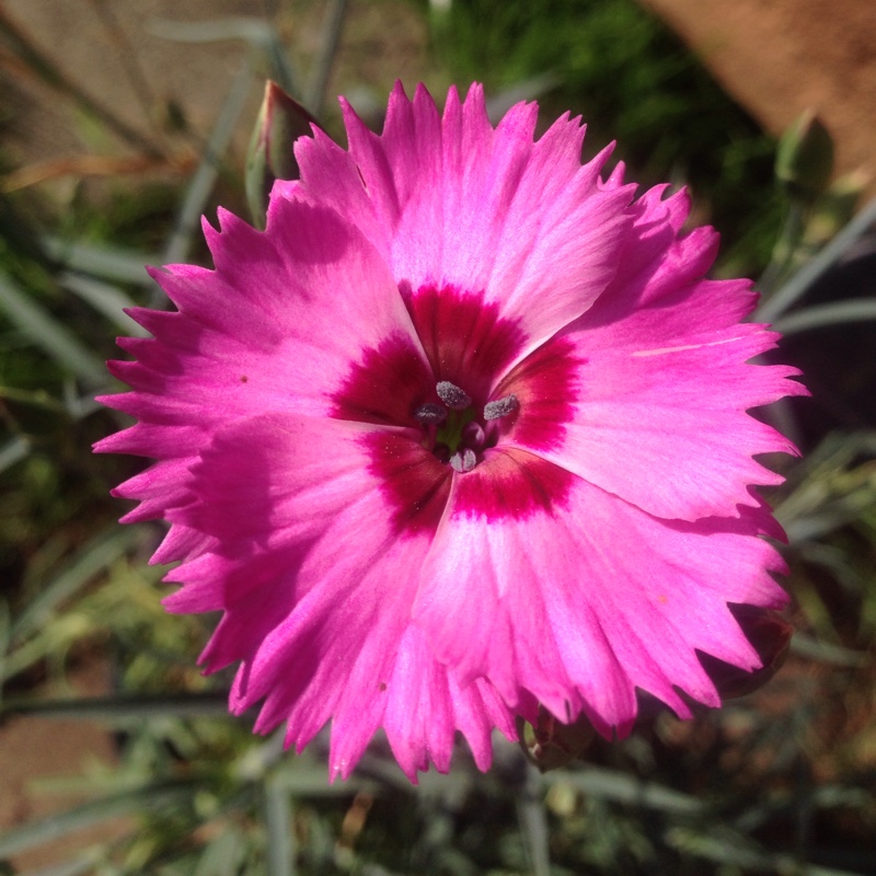Plant image Dianthus x allwoodii 'Village Pinks Mixed'