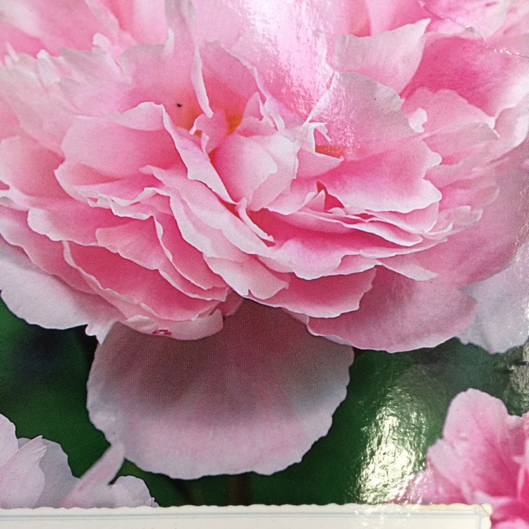 Plant image Paeonia lactiflora 'Sarah Bernhardt'