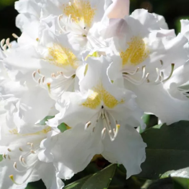 Plant image Rhododendron 'Dufthecke White' INKARHO