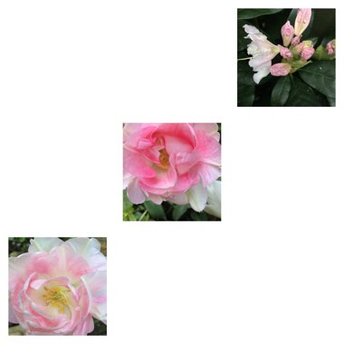 Lizzie's garden