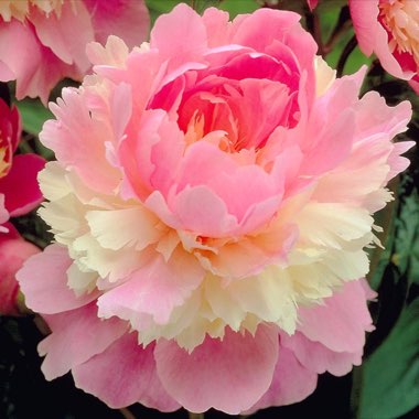 Peony 'Sorbet' (Herbaceous)