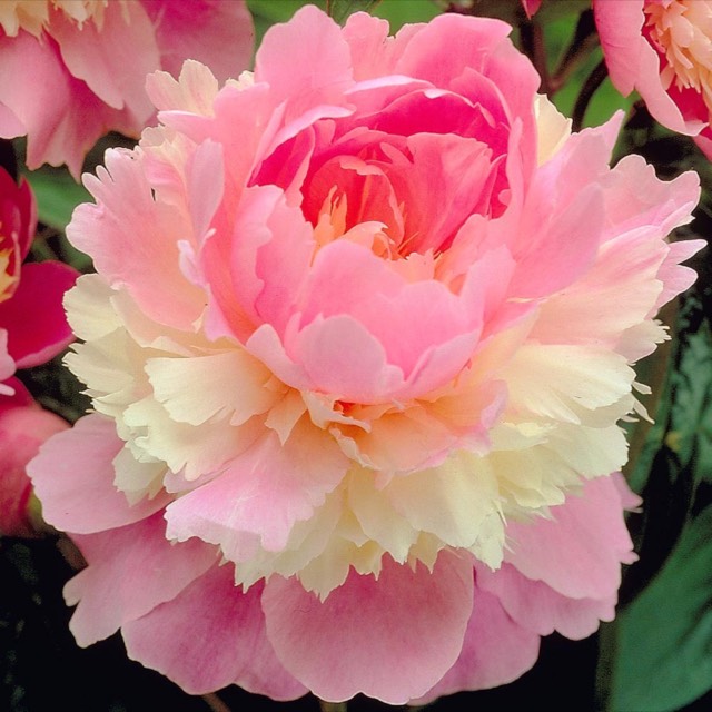 Plant image Paeonia lactiflora 'Sorbet'