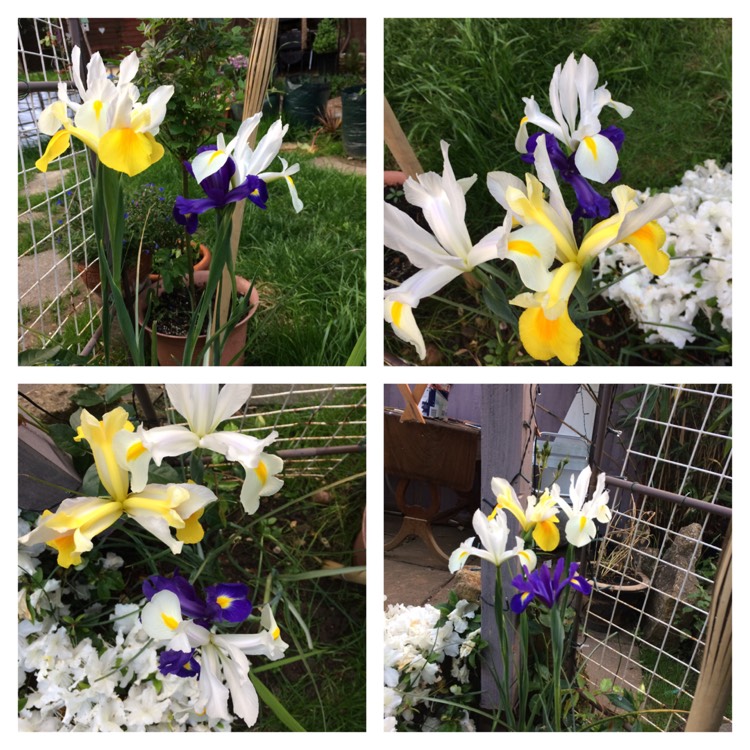 plant image 414343