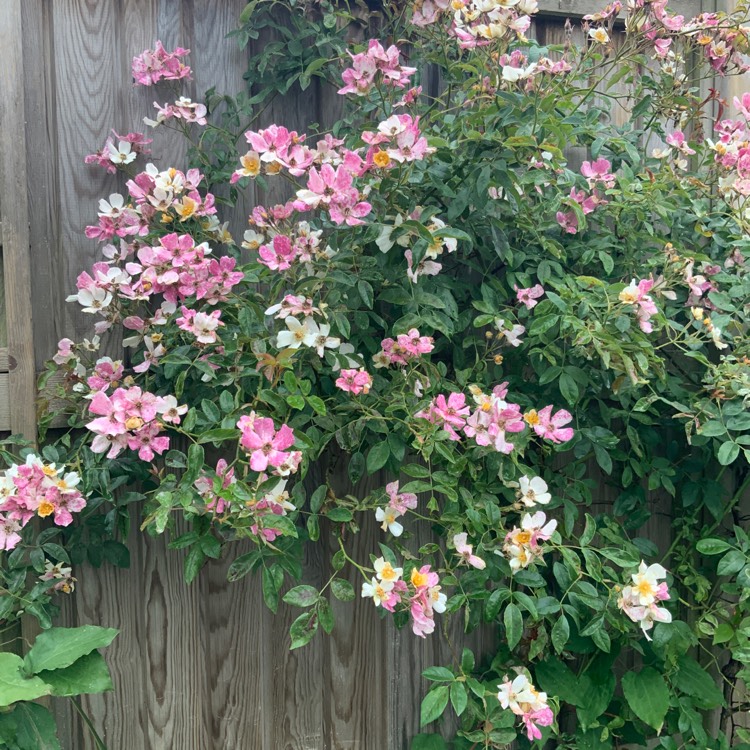 Plant image Rosa 'Wedding Day'