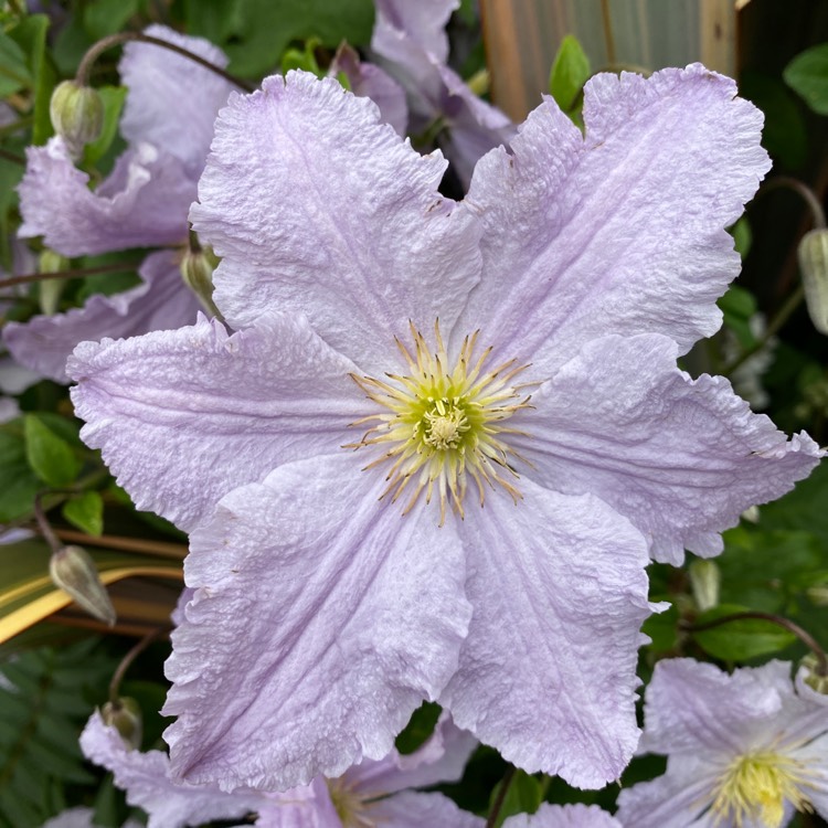 plant image 1344697