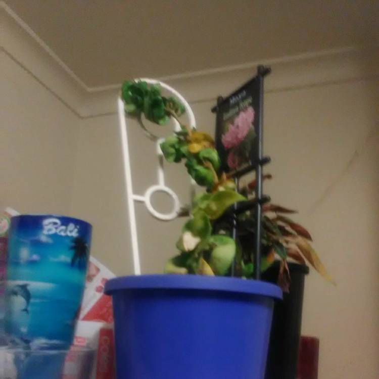 plant image 1016574