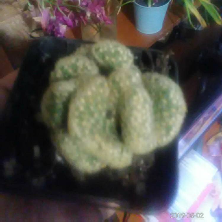 plant image 1017051
