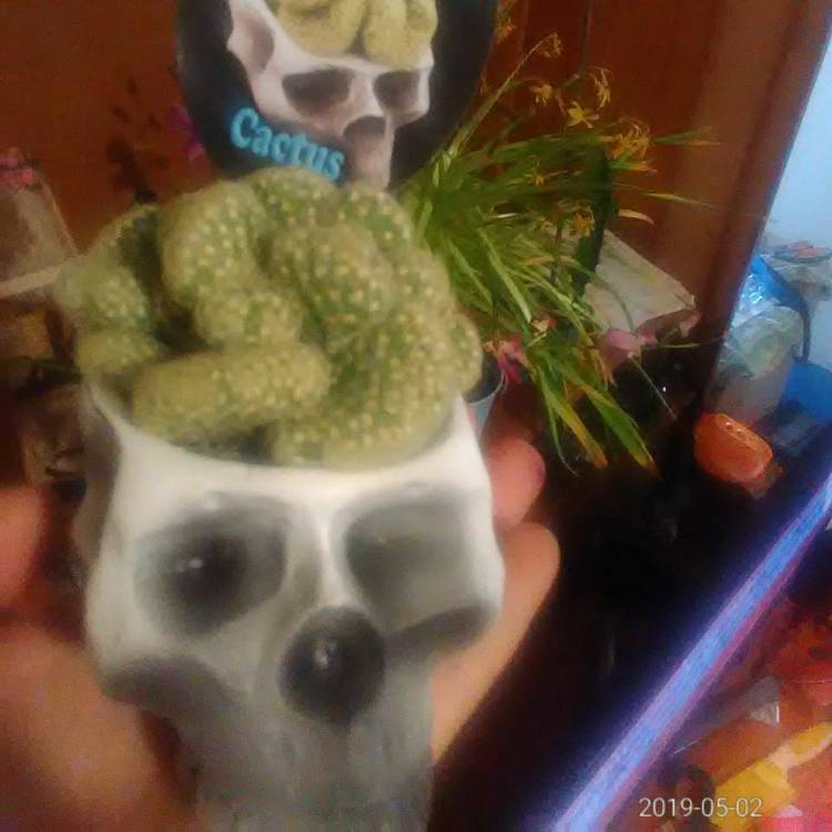 plant image 1017053