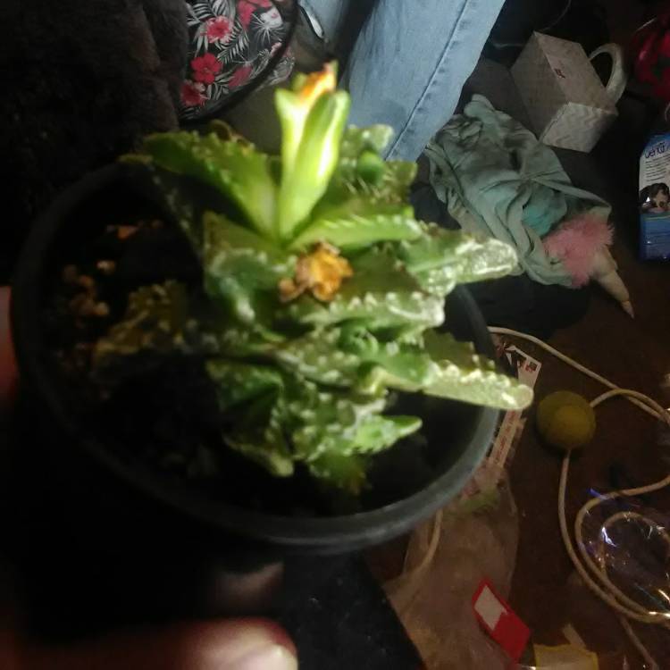 plant image 1019536