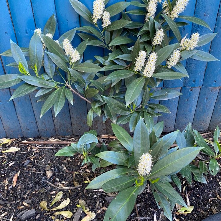 Plant image Prunus Laurocerasus 'Otto Luyken'