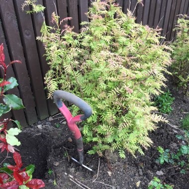 Linda's garden