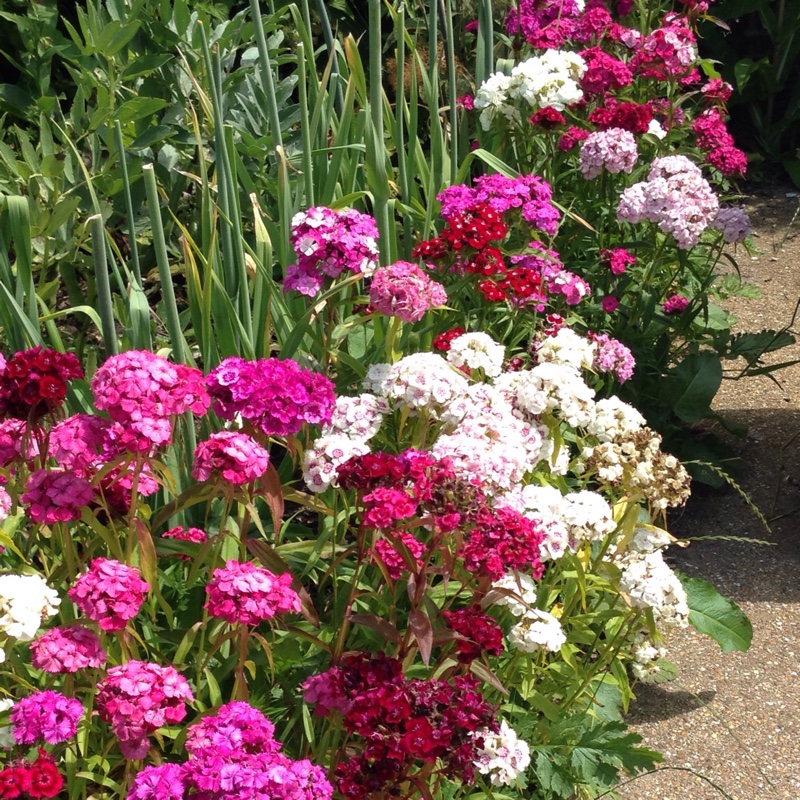plant image 141003