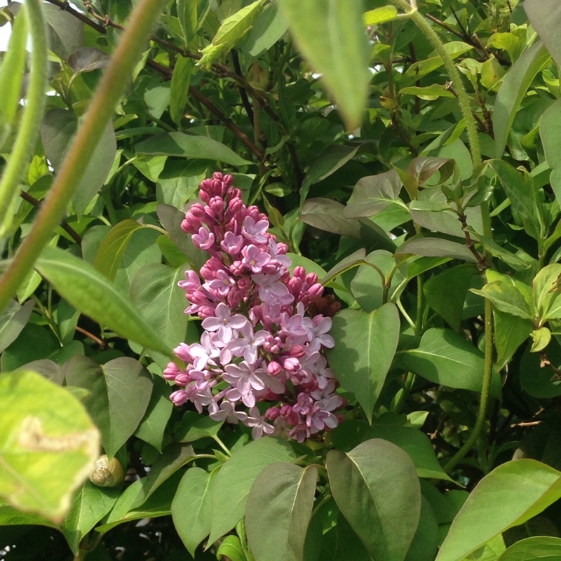 Syringa x persica, Persian Lilac - uploaded by @sueharvey