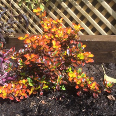 Looking Glass Plant 'Tequila Sunrise'
