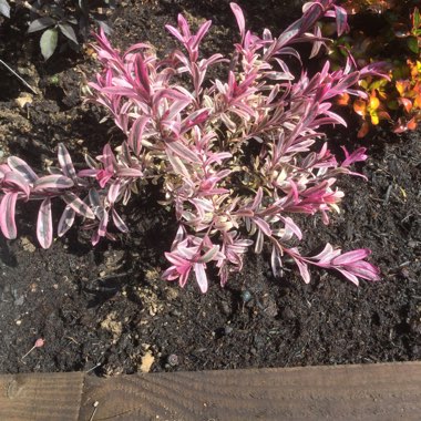 Shrubby Veronica 'Burning Heart'