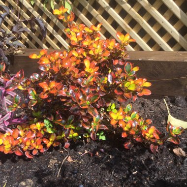 Looking Glass Plant 'Tequila Sunrise'