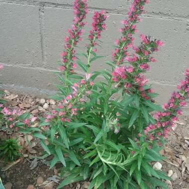 Echium candicans syn. Echium fastuosum