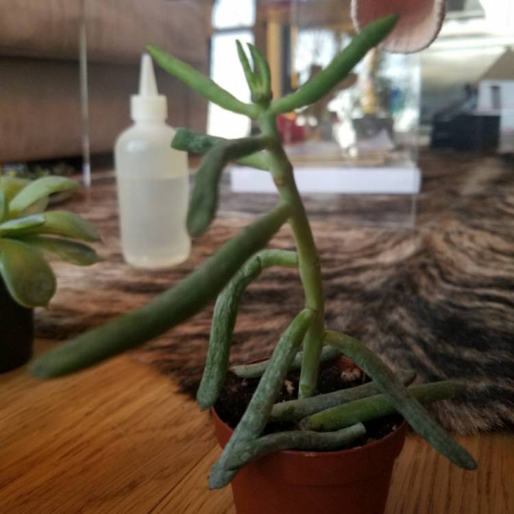 Plant image Senecio talinoides subsp. cylindricus 'Himalaya'