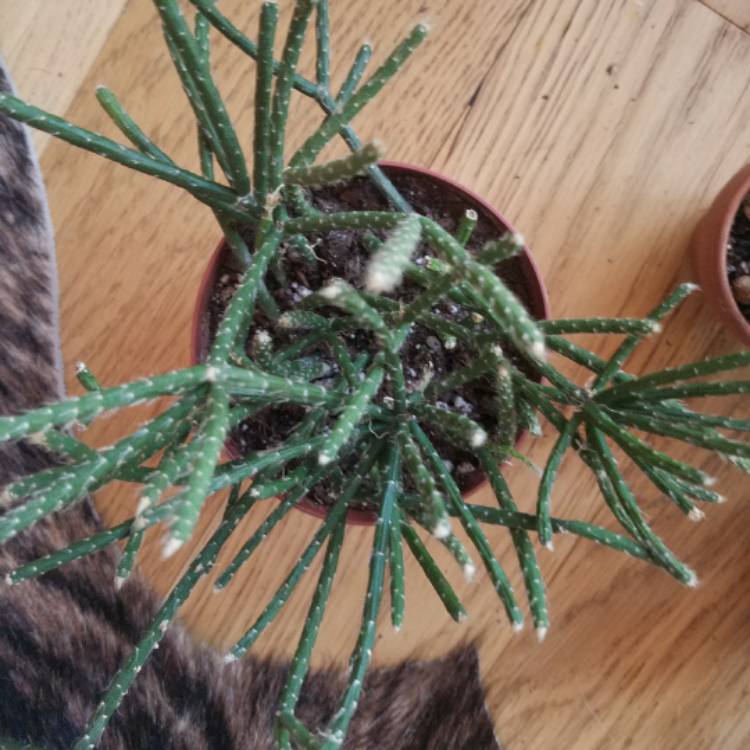 plant image 584749