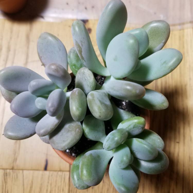 plant image 585394