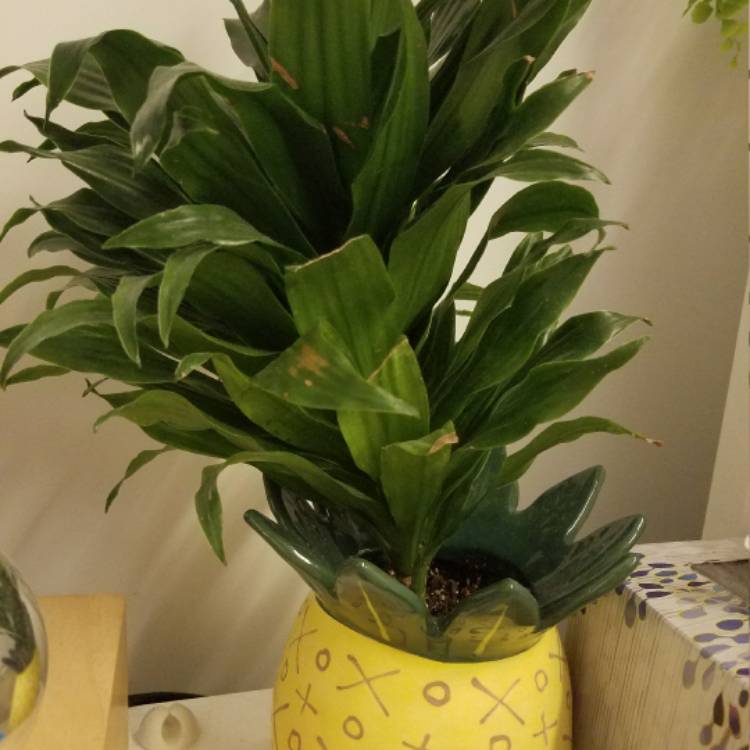 Plant image Dracaena compacta