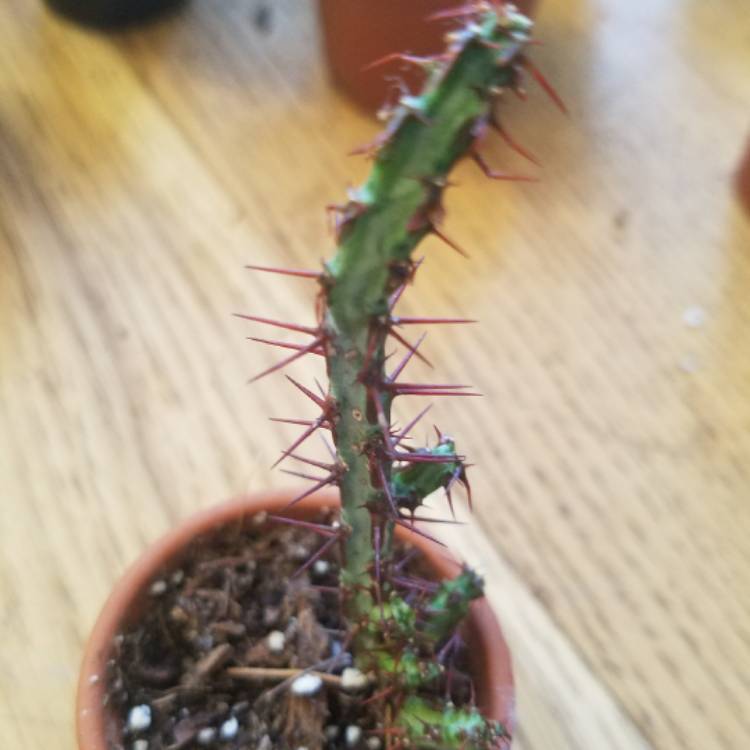 Plant image Euphorbia aeruginosa 'Schweick'