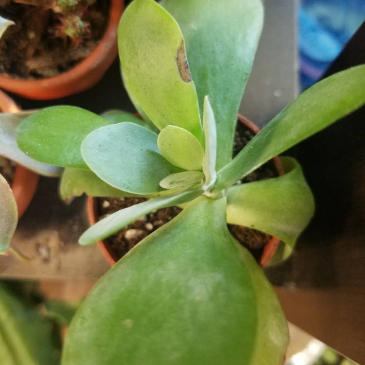 Plant image Kalanchoe tetraphylla