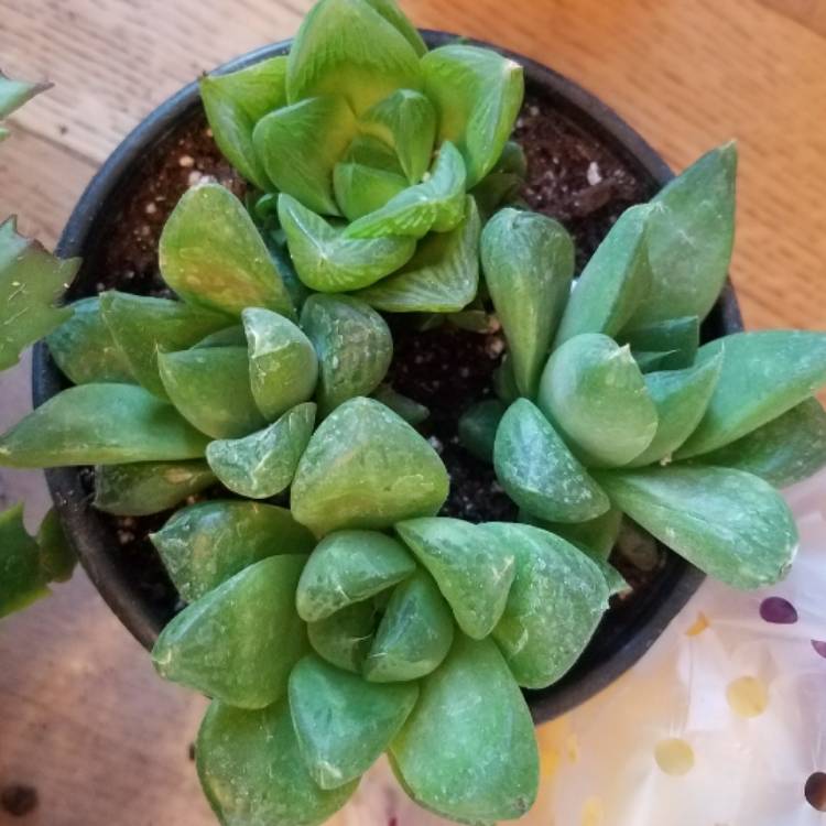 plant image 586021