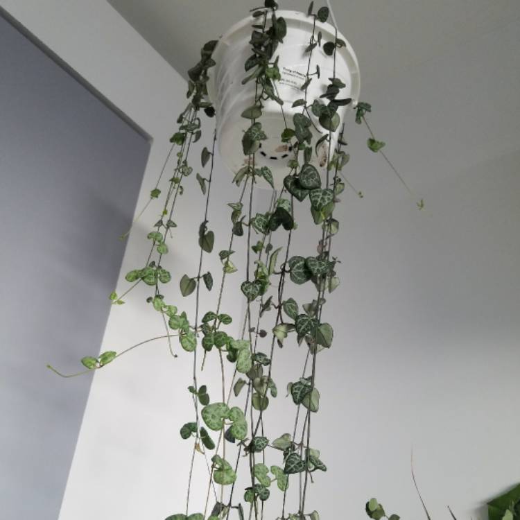plant image 586981