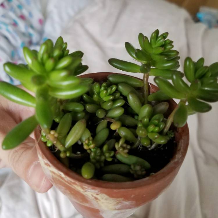 plant image 587057