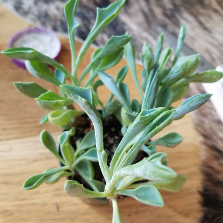 plant image 587062