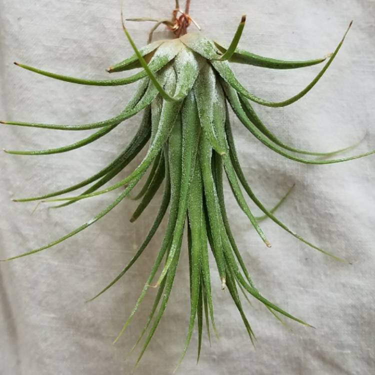 Plant image Tillandsia Ionantha 'Guatemala'