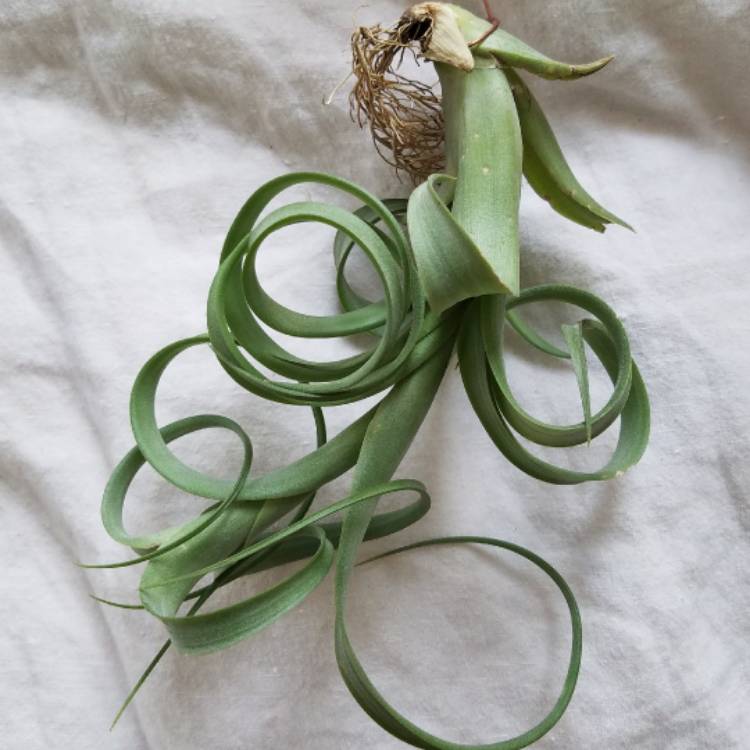 plant image 587081