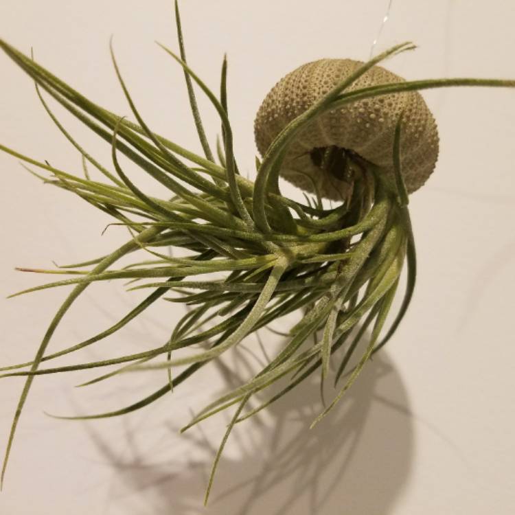 plant image 589515