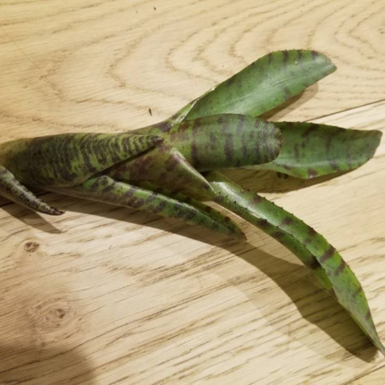 plant image 589530
