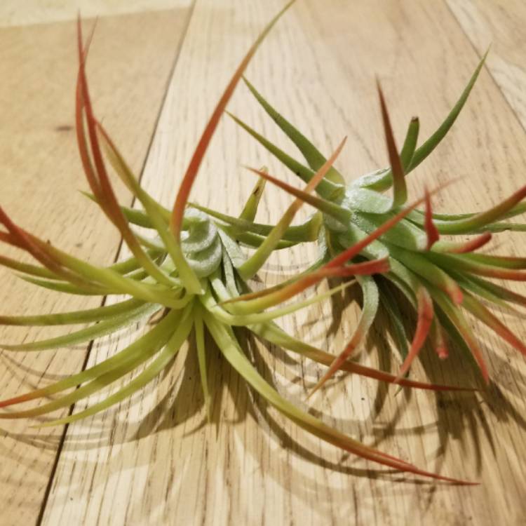 Plant image Tillandsia Ionantha 'Guatemala'
