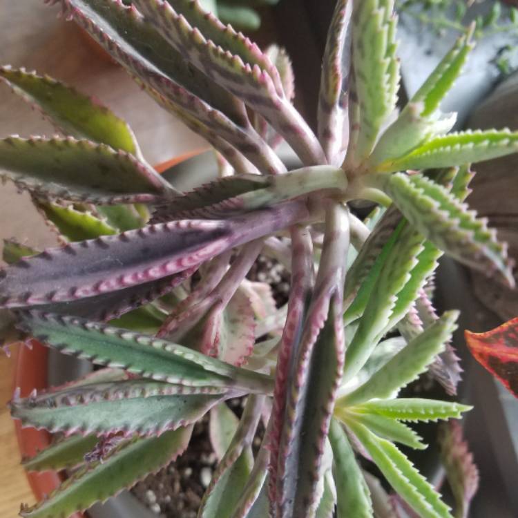 plant image 590289
