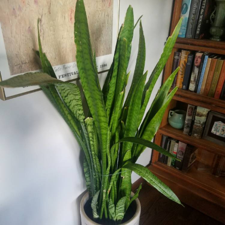 Plant image Sansevieria zeylanica