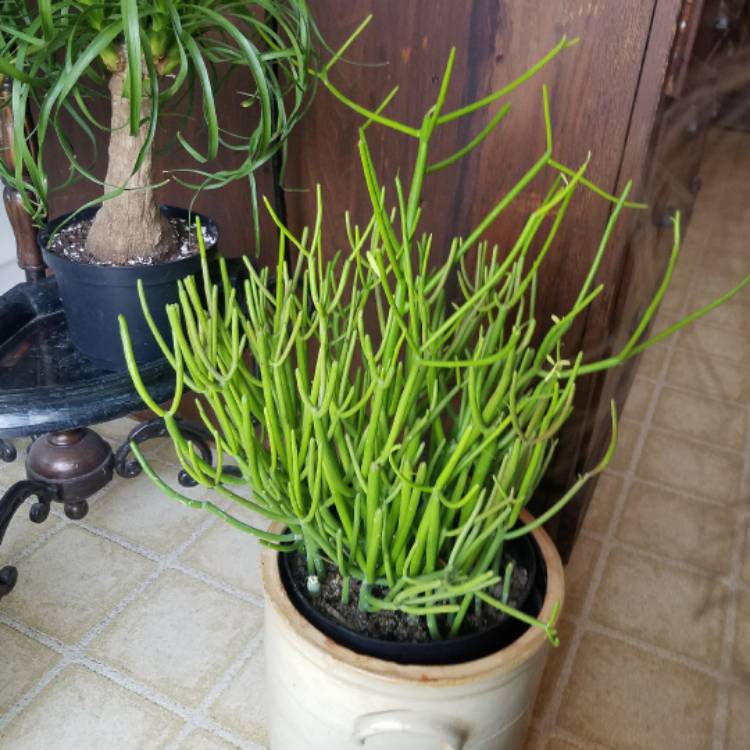 Plant image Euphorbia tirucalli