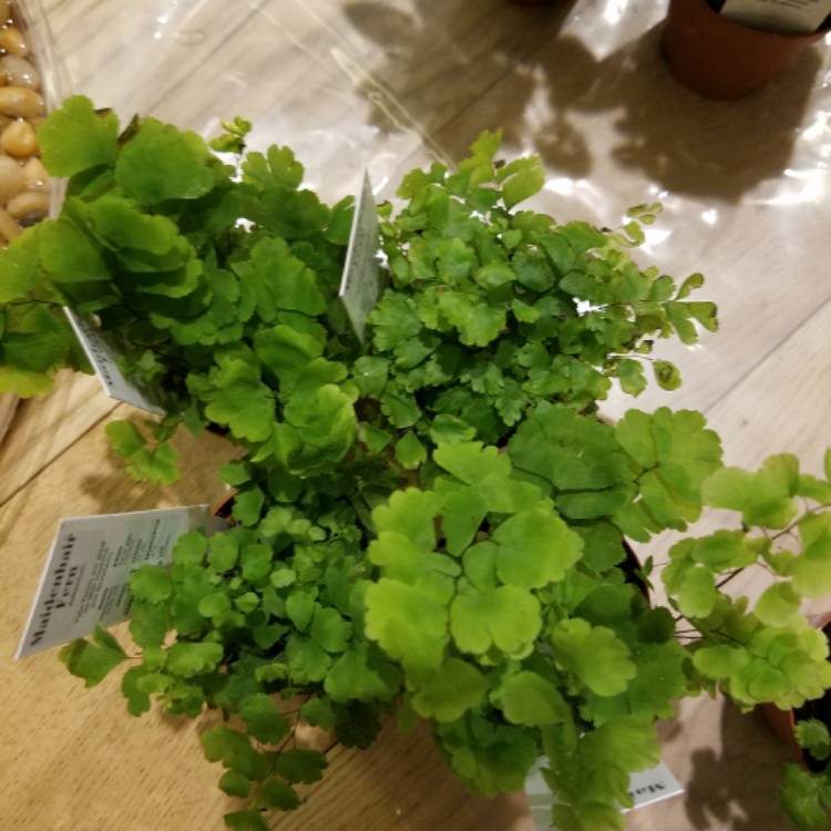 plant image 596819