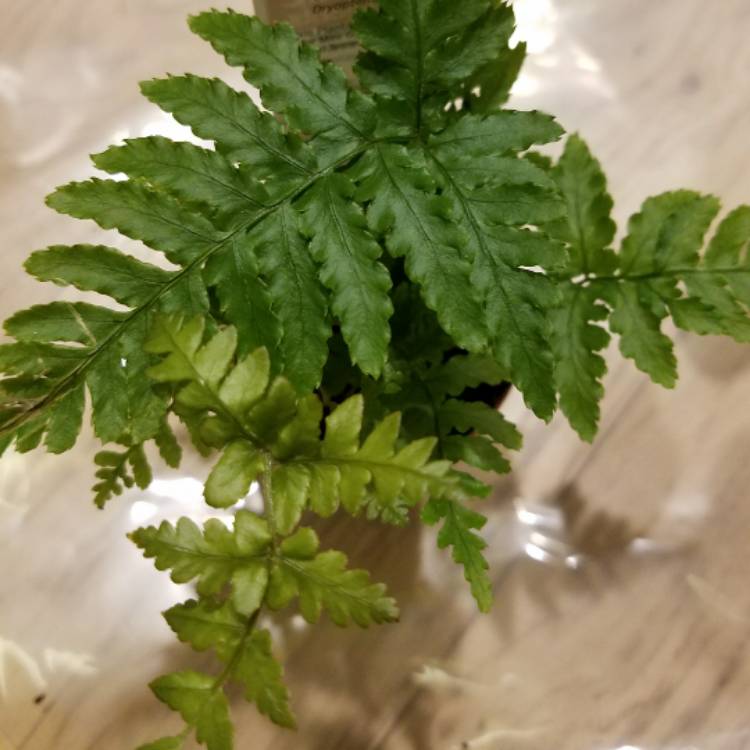 Plant image Dryopteris erythrosora 'Brilliance'