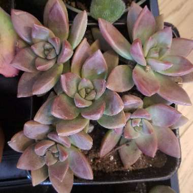 x Graptosedum California Sunset