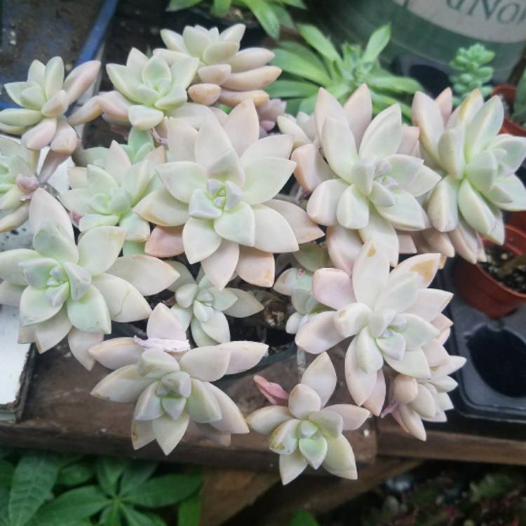 Plant image Graptopetalum Tricolour