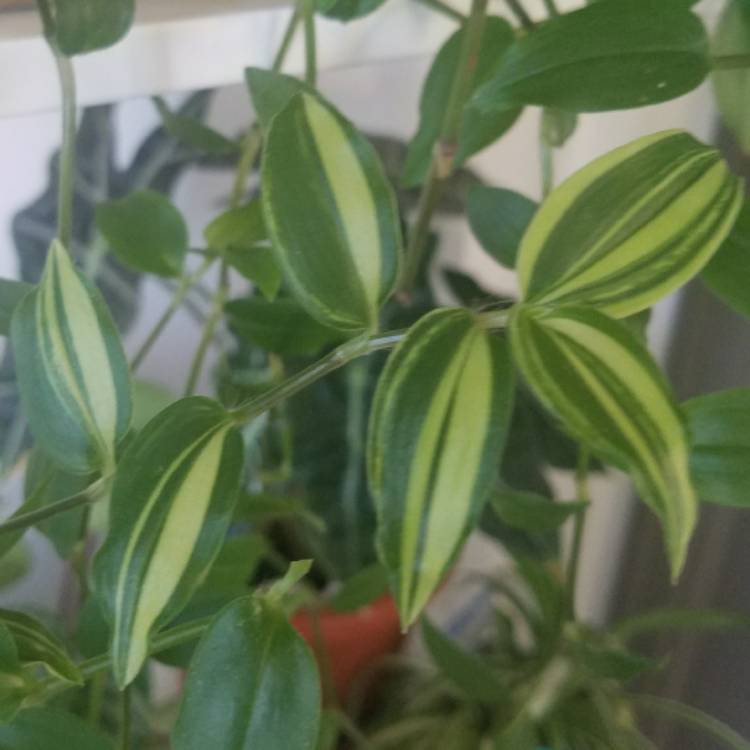 Plant image Tradescantia fluminensis 'Variegata'