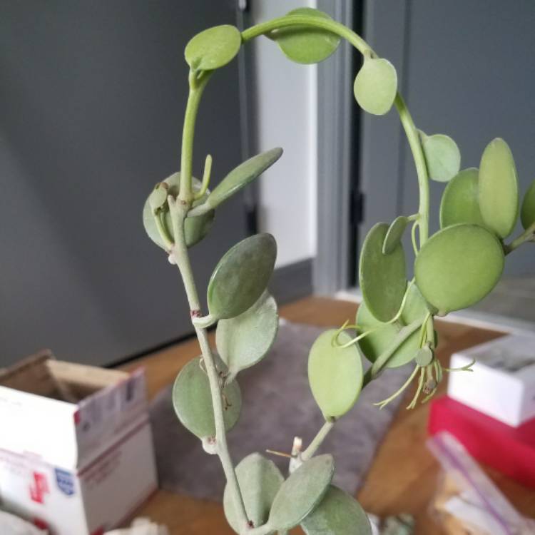 Plant image Xerosicyos danguyi