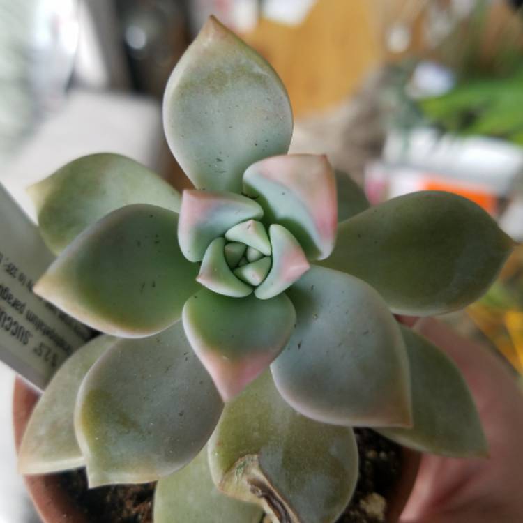 plant image 605137