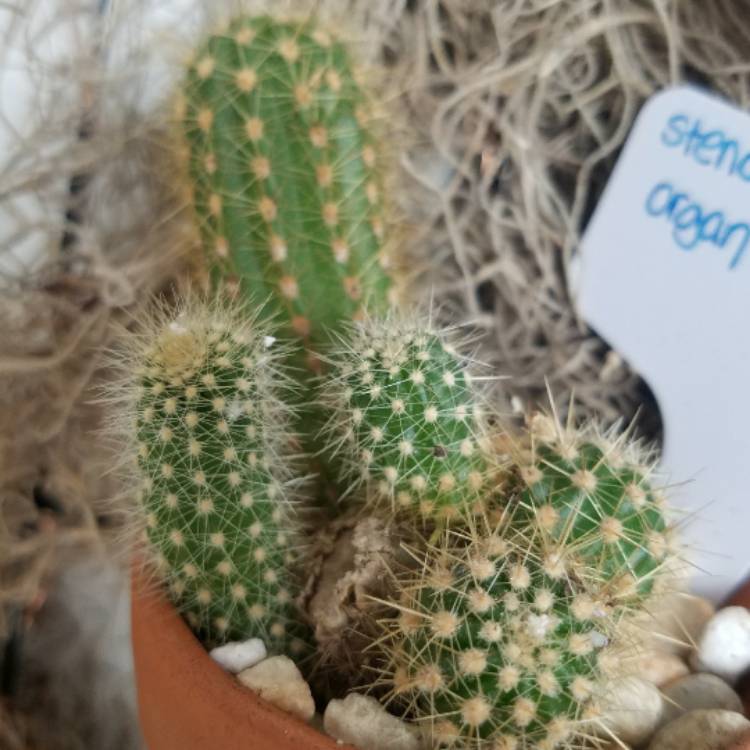 Plant image Stenocereus thurberi